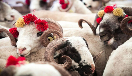 Bugün Kurban Bayramı'nın ilk günü!