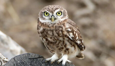 Kukumav kuşu Ağrı Dağı eteklerinde görüntülendi