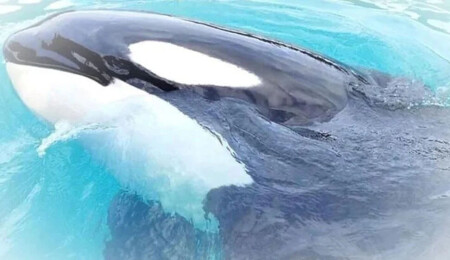 Katil balina "Lolita" öldü