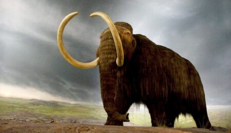 10 bin yıl önce yok olan yünlü mamutlar yeniden doğacak