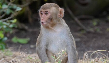 Ufak bir adada yaşayan erkek maymunların dişilerden çok birbiriyle çiftleştiği keşfedildi