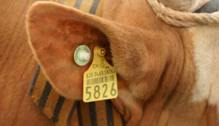 Kayıtsız şekilde hayvan kesen şahsa 55 bin TL para cezası kesildi