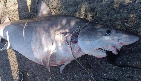 Taşkent Doğa Parkı, bu sabah öldürülen köpek balığının insanlar için zararsız olduğunu açıkladı