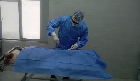 Girne Belediyesi bininci sokak köpeğini kısırlaştırdı