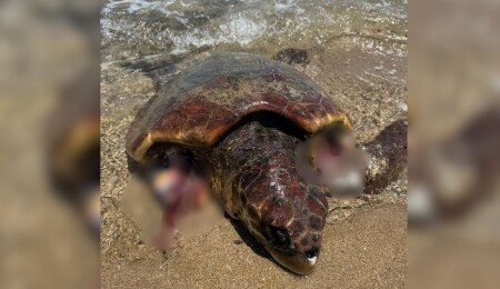 DAÜ'den uyarı: Başıboş köpekler deniz kaplumbağalarını tehdit ediyor