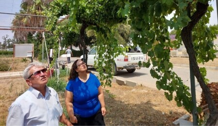 Bağcılıkta yeni dönem: 12 üzüm çeşidi İtalyan talvarında denenecek