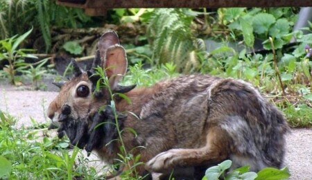 Colorado’da vahşi tavşanlarda virüse bağlı “boynuz” vakası