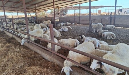 Veteriner Dairesi, 32 tesiste denetim gerçekleştirerek 17 ithal ürünü analize gönderdi