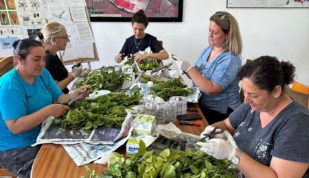 Turunçgil zararlısına karşı biyolojik mücadele yoğunlaştırıldı