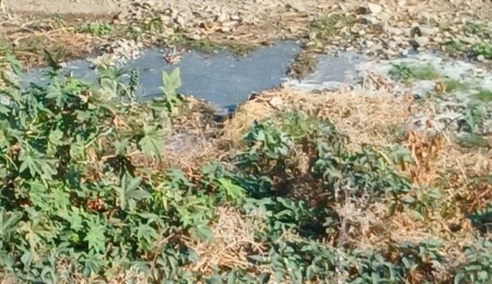 Lefke Ekoloji Derneği'nden uyarı: Gemikonağı Deresi’ne yaklaşık bir aydır foseptik akışı var