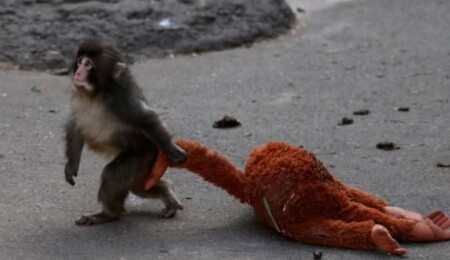 Annesiz büyüyen makak maymunu "Punch", peluş oyuncağından sonra kendi türüyle kaynaşıyor