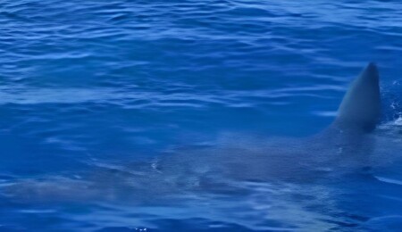 Alsancak açıklarında köpekbalığı paniği: Tekneye yaklaştı