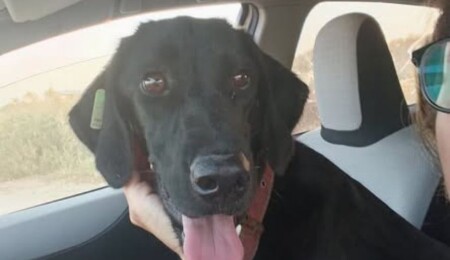 İkinci kayıp köpek de bulundu