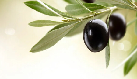 Gazimağusa’da zeytin hasadı için tarihler açıklandı