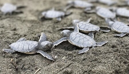 İngiliz Üsleri’nde 224 kaplumbağa yuvası belirlendi!