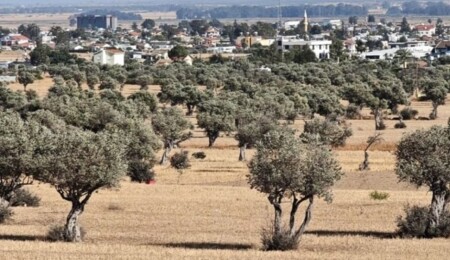 İskele’de erkenci zeytin hasadı 30 Ağustos’ta başlıyor
