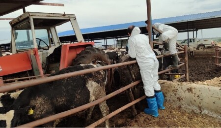 Veteriner Dairesi, 130 işletmede 17 bin 300 büyükbaş hayvanın aşılandığını duyurdu