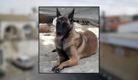 Pile Ara Bölge’de kaybolan “Max” aranıyor: Mavi tasması ve arka sağ patisinde yara izi var