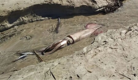 Baf’ta sahile dev kalamar vurdu