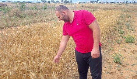 Mormenekşe’deki deneme parsellerinde 4 arpa ve 2 buğday çeşidi öne çıktı