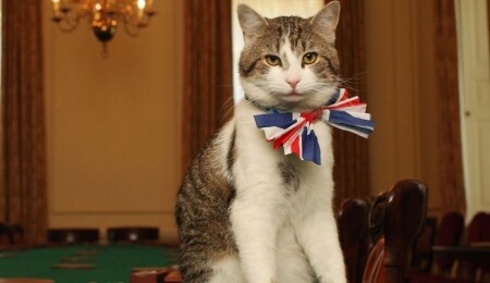 Starmer de gitti, Larry kaldı: Downing Street’in ünlü kedisi 2011'den bu yana altı başbakan gördü