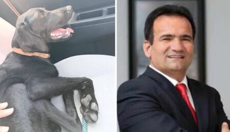 Altın Patiler Derneği: Kayıp köpek Yeniboğaziçi'nde değil, İskele'de bulundu; bir köpek hâlâ kayıp