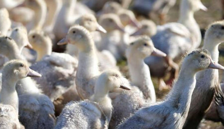 Güney Kore'de ördek çiftliğinde kuş gribine rastlandı