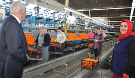 Özçınar, bölgedeki narenciye fabrikalarını ve paketleme tesislerini ziyaret etti