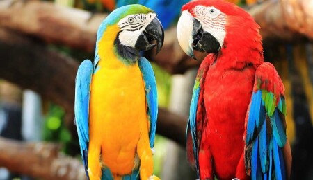 Papağanların yaşadıkları şehre göre aksanları değişiyor