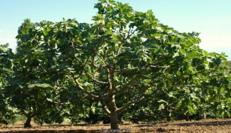 İncir ağacının karbondioksiti taşa çevirdiği ortaya çıktı