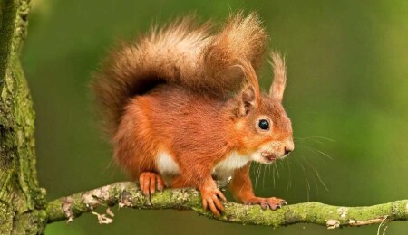 New York, sincap Peanut için 10 milyon dolar tazminat ödeyebilir