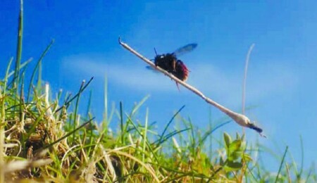 ‘Büyüleyici’ duvarcı arılar