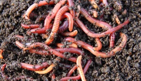 Bilimsel araştırma: Solucanlar küresel gıda üretimine katkı sağlıyor