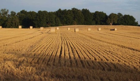 Genel Tarım Sigortası Fonu, don zararı gören 95 üreticiye 17,9 Milyon TL tazminat ödedi