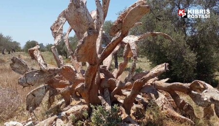 Babutsa üretimi alarm veriyor: Kaktüs koşnili zararlısı bitkileri kurutuyor!