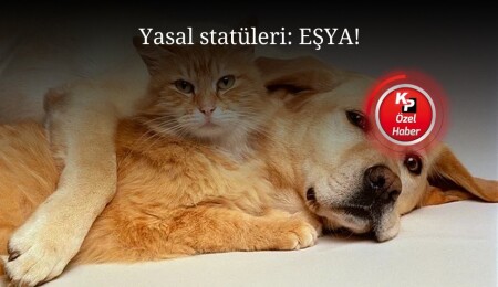 Hayvanlar ‘eşya’ olmaktan çıkıyor, ‘canlı’ oluyor: 10 yıla kadar hapis!
