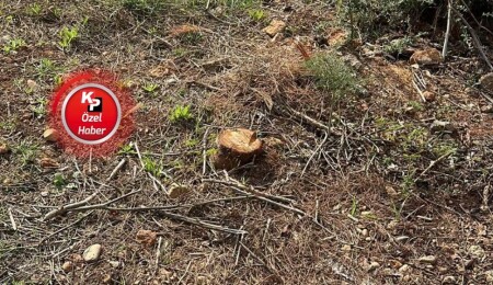 Ercan Poyraz: Beyaz Ev ve Gazimağusa’daki ağaçlar izinsiz kesildi!