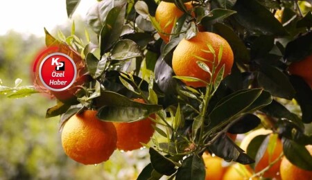 Hükümetten, narenciye üreticilerine söz: 10 Aralık'a kadar 164 milyon ödeme bekleniyor!