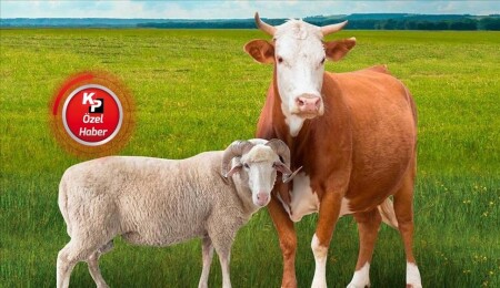 Kurban Bayramı geliyor: Canlı kuzu etinin kilosu 300 TL