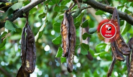 Harup dalda, fiyat masada