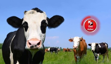 Kıbrıs Türk Veteriner Hekimler Birliği: Şaplı hayvan sütü diye bir şey yok