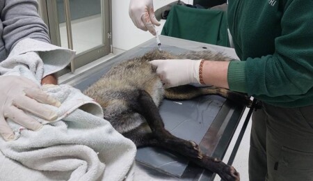 Durumu kritik: Ağır yaralanan tilki, Yaban Hayat Hastanesi'ne götürüldü