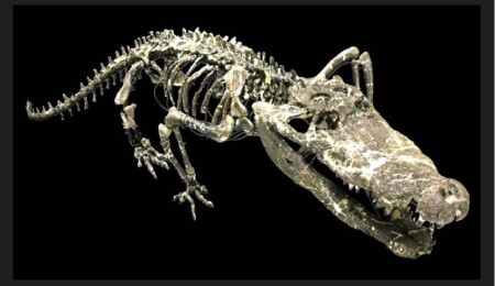 Dinozorlarla beraber yaşamış dev bir timsah keşfedildi