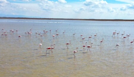 Flamingolar Tuz Gölü'nde