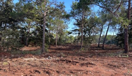 Yeşilköy’de "orman katliamı": Hükümet eliyle orman arazileri yok ediliyor!