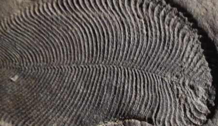 Hindistan'ın tarihini değiştiren 'en eski hayvan fosili', çürüyen bir arı kovanı çıktı