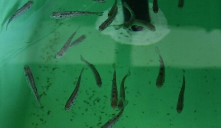 Gökkuşağı alabalığının hastalıklara karşı direnci artırılacak