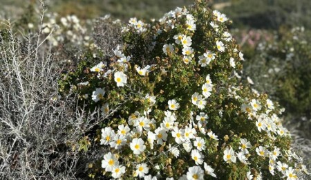 Ersin Tatar: KKTC’nin güzelliklerini kendi gözümden paylaşmak çok anlamlı