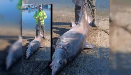 Fazilet Özdenefe: Köpek balığının öldürülmüş olması nedeniyle gurur duyulacak bir durum yok