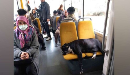 Eskişehir'de bir tramvayda köpek koltukta uyudu, yolcu ayakta seyahat yaptı